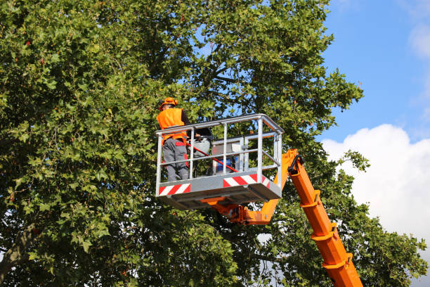 Reliable Westwego, LA Tree Services Solutions