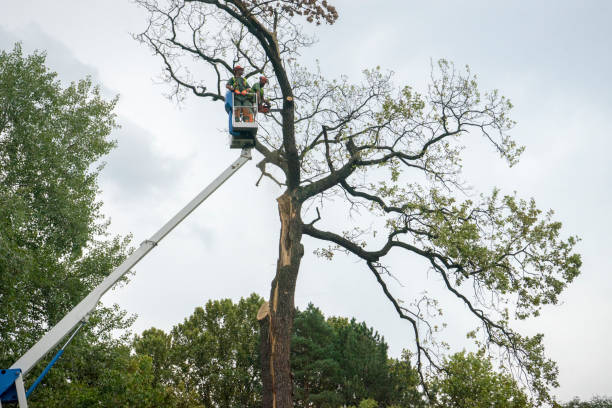 Best Tree Removal  in Westwego, LA