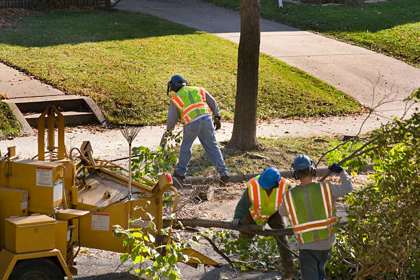 Best Seasonal Cleanup (Spring/Fall)  in Westwego, LA